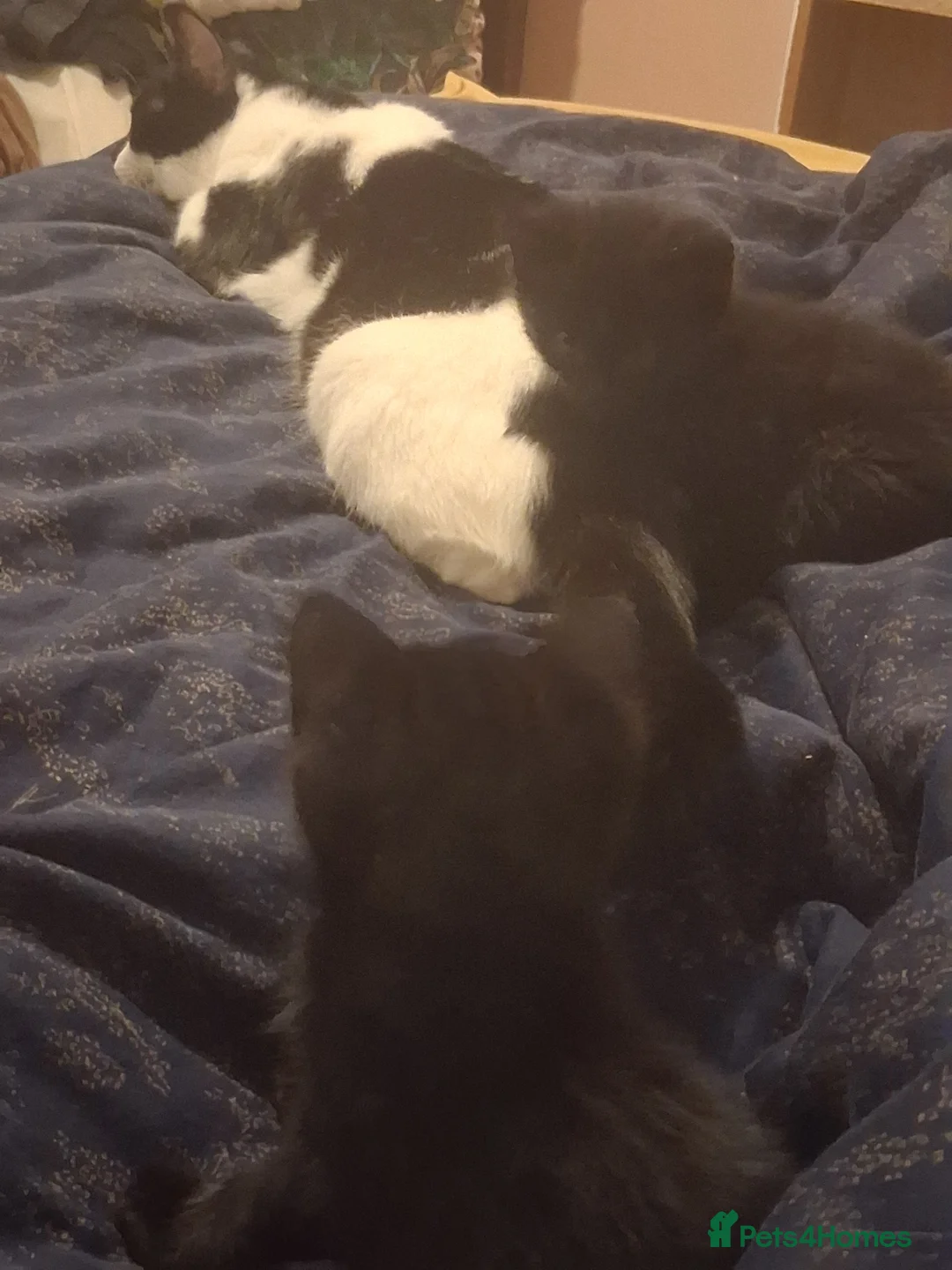 Mixed Breed cats for sale: Adorable super friendly kittens in Weston-super-Mare - Advert 2