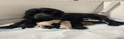 Cocker Spaniel dogs for sale: 🧬Beautiful Show Type Cocker Spaniel Puppies🧬 - Advert 1