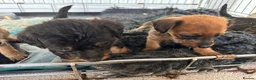 Mixed Breed dogs for sale: dach x chi x shitz pups available 5* homes - Advert 5