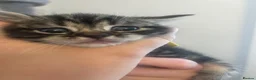 Mixed Breed cats for sale: Kittens  - Advert 7