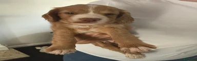 Cocker Spaniel 7