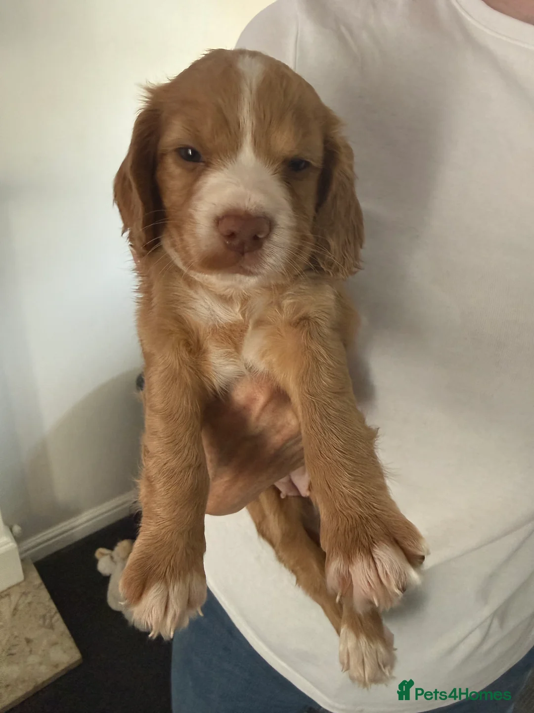 Cocker Spaniel dogs for sale: Last Boy Chester  Ready to Re home Cockers  - Advert 13