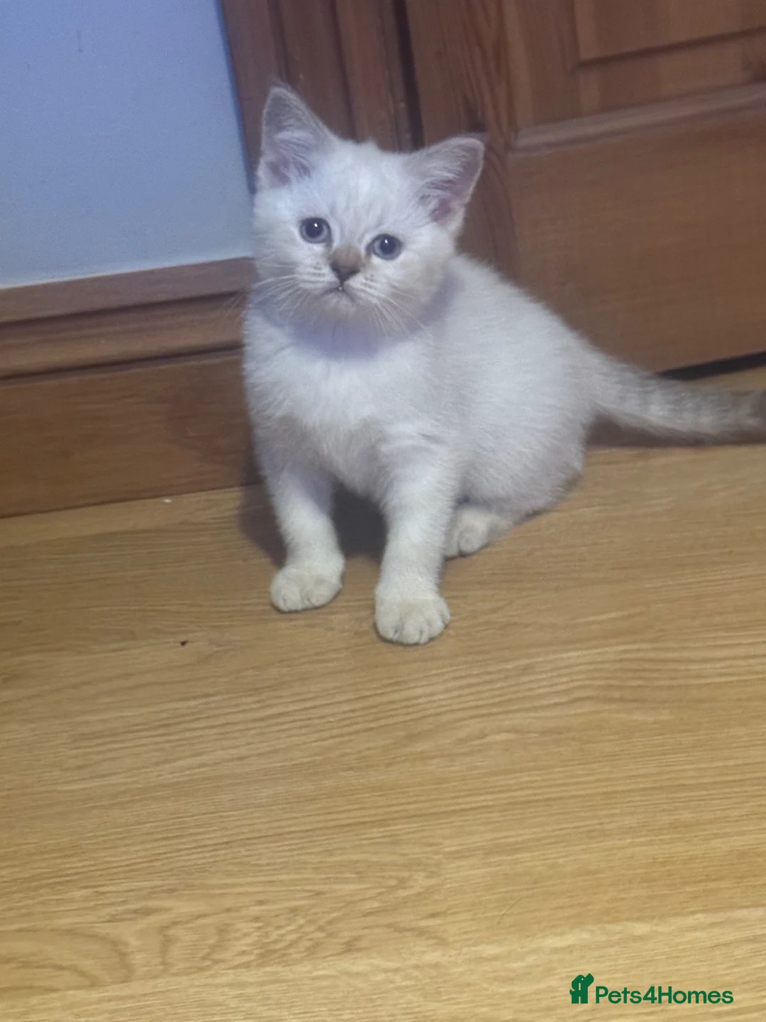 British Shorthair cats for sale: 2 beautiful British shorthair females, READY NOW - Advert 7