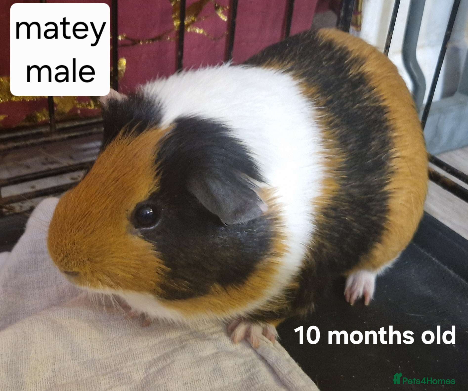 Guinea Pig rodents Tri coloured guinea pig girl and boy - Advert 1