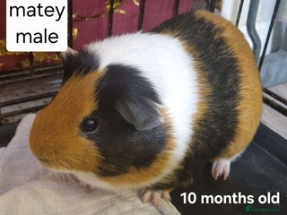Guinea Pig rodents Tri coloured guinea pig girl and boy - Advert 1