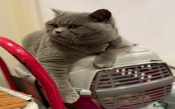 British Shorthair cats for sale: GCCF ACTIVE Blue Male  - Image 3