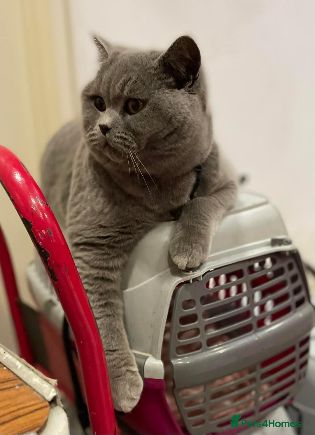 British Shorthair cats for sale: GCCF ACTIVE Blue Male  - Image 3