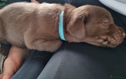 Labrador Retriever dogs for sale: Bundle of Chocolate Joy- Labrador Retrive Puppies - Image 14