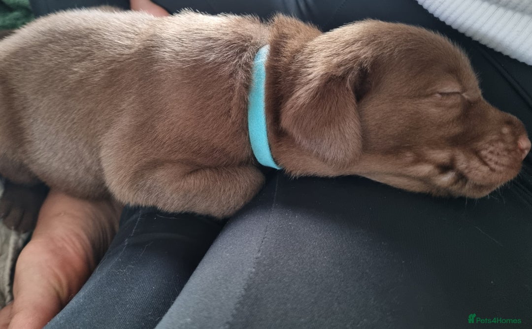 Labrador Retriever dogs for sale: Bundle of Chocolate Joy- Labrador Retrive Puppies - Image 14