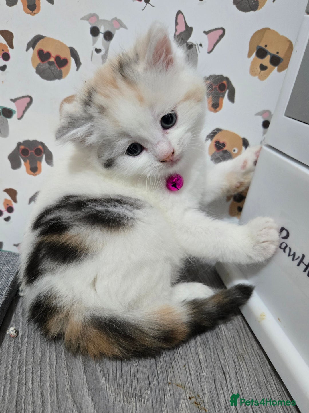 Brazilian Shorthair cats for sale: British shorthair x Persian  - Advert 28