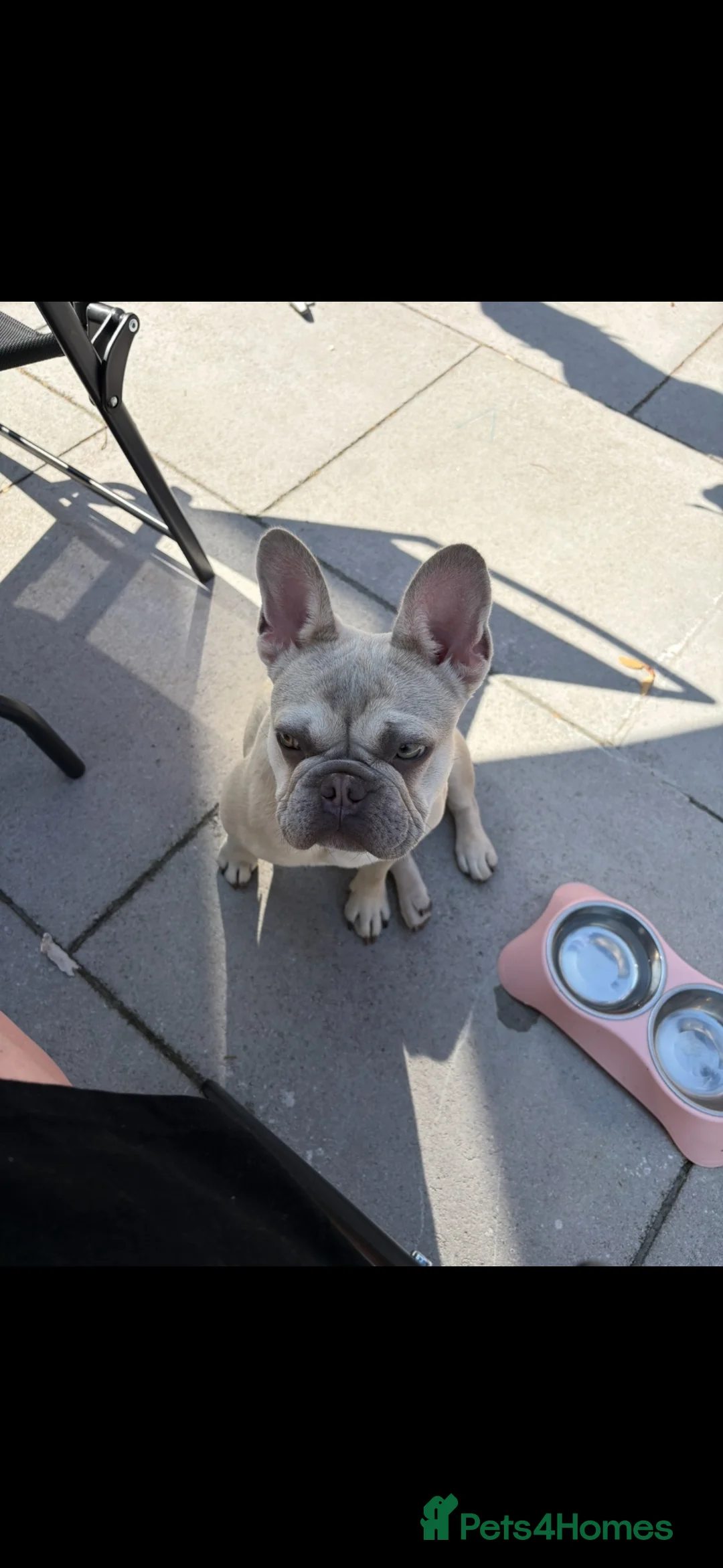 French Bulldog dogs for sale: French bulldog in Liverpool - Advert 2