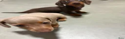 Miniature Dachshund dogs for sale: Beautiful miniature dachshund puppies - Advert 6