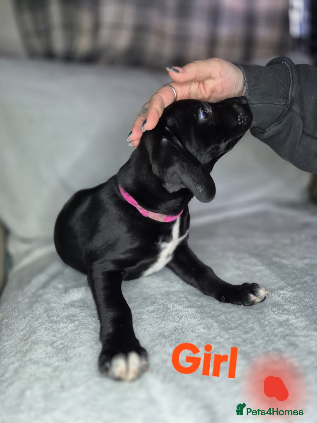 Mixed Breed dogs for sale: 6 mixed breed puppies - Advert 4