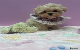 Maltipoo dogs for sale: Luxury Korean F1b maltipoos 😍🐶🐾 - Image 22