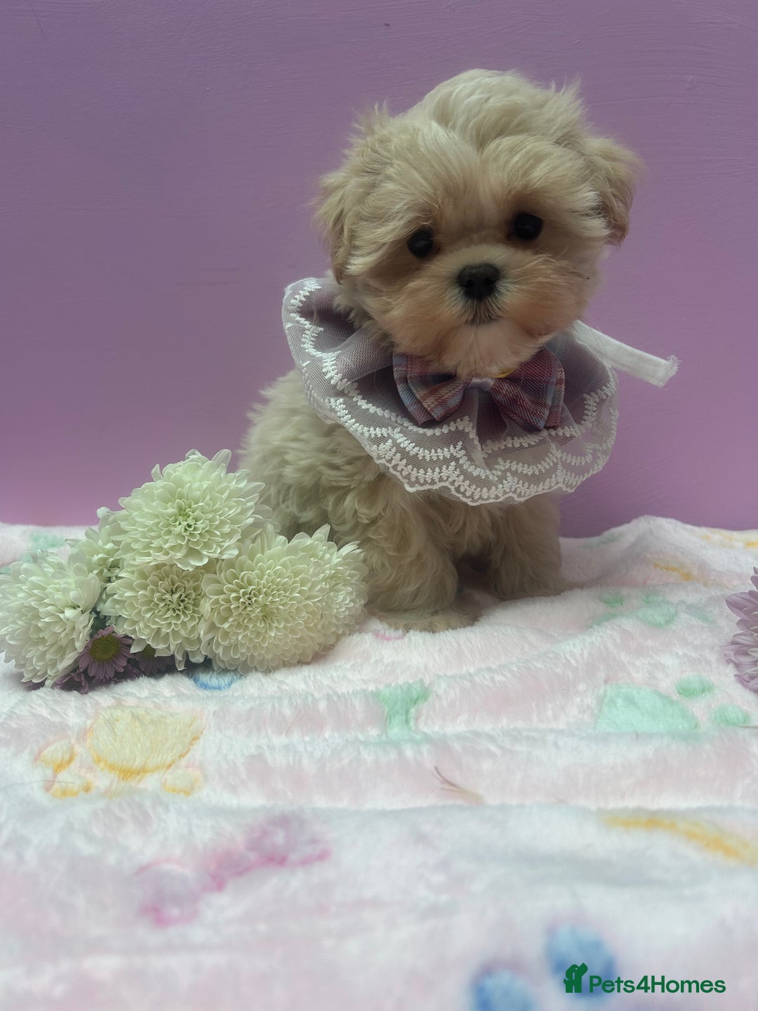 Maltipoo dogs for sale: Luxury Korean F1b maltipoos 😍🐶🐾 - Image 22