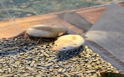 Rat rodents for sale: Dumbo Rex Rat baby pups  - Image 3
