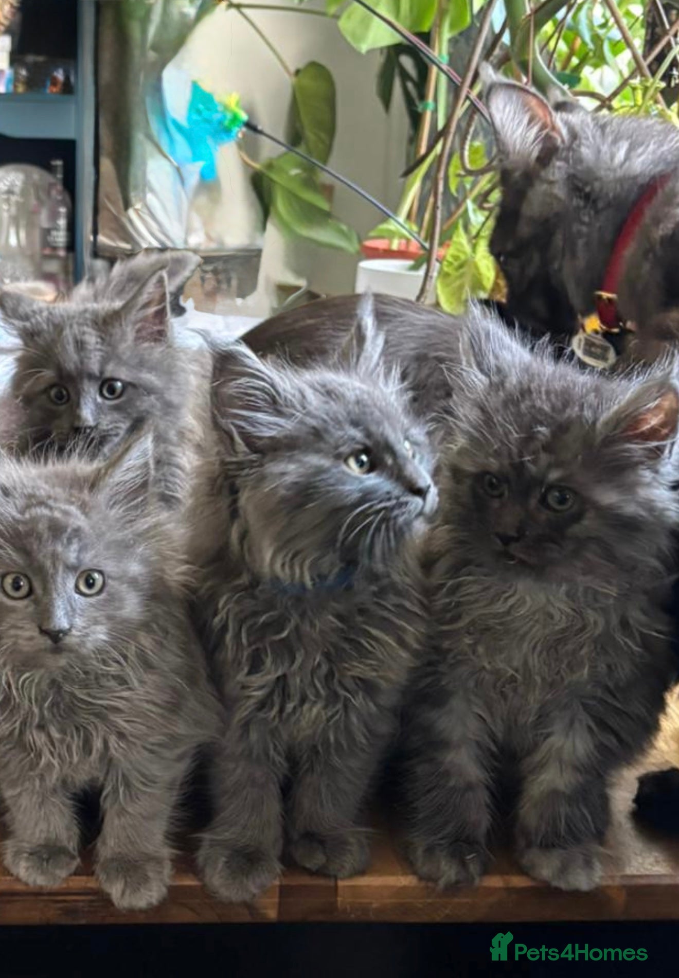 Maine Coon cats 4 pure bred Maine Coon kittens - Advert 17