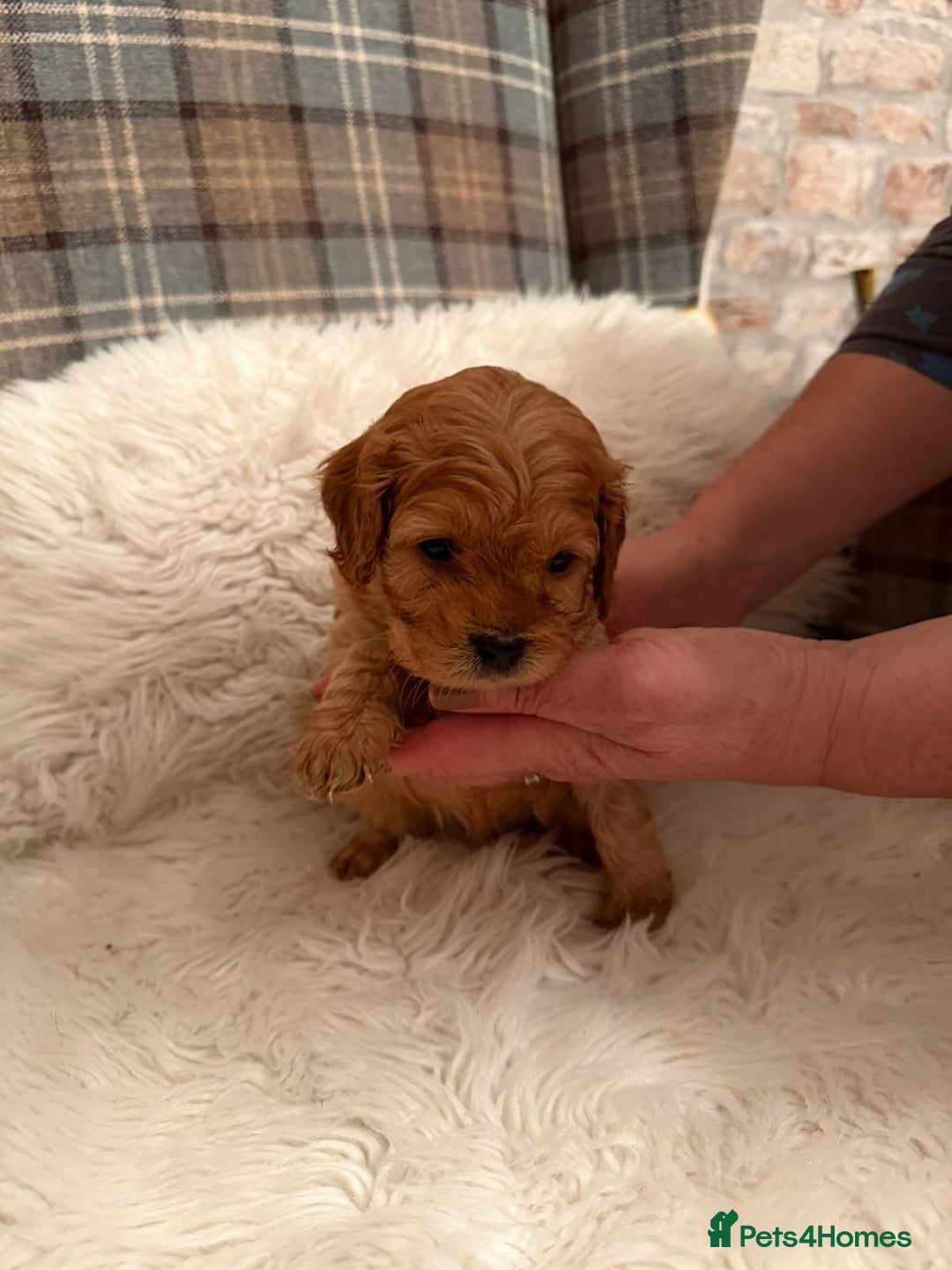 Cavapoo dogs for sale:  Cavapoo F1 Red Boys , Visits start this weekend  - Image 5