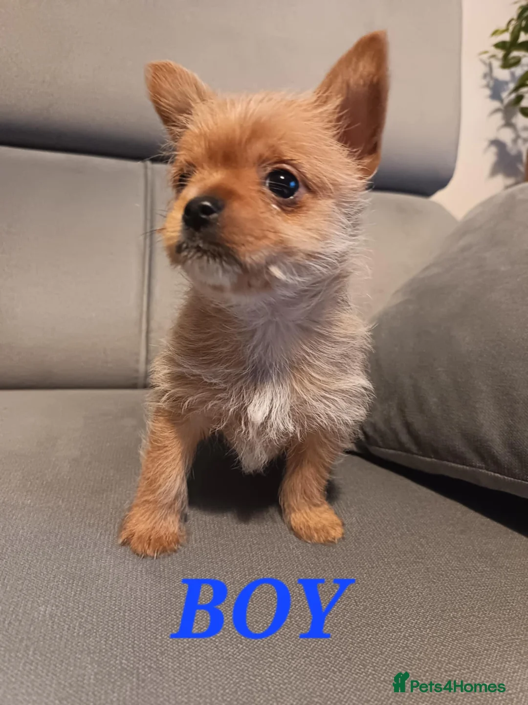 Mixed Breed dogs for sale: 3 Mixed breed puppies  - Advert 3