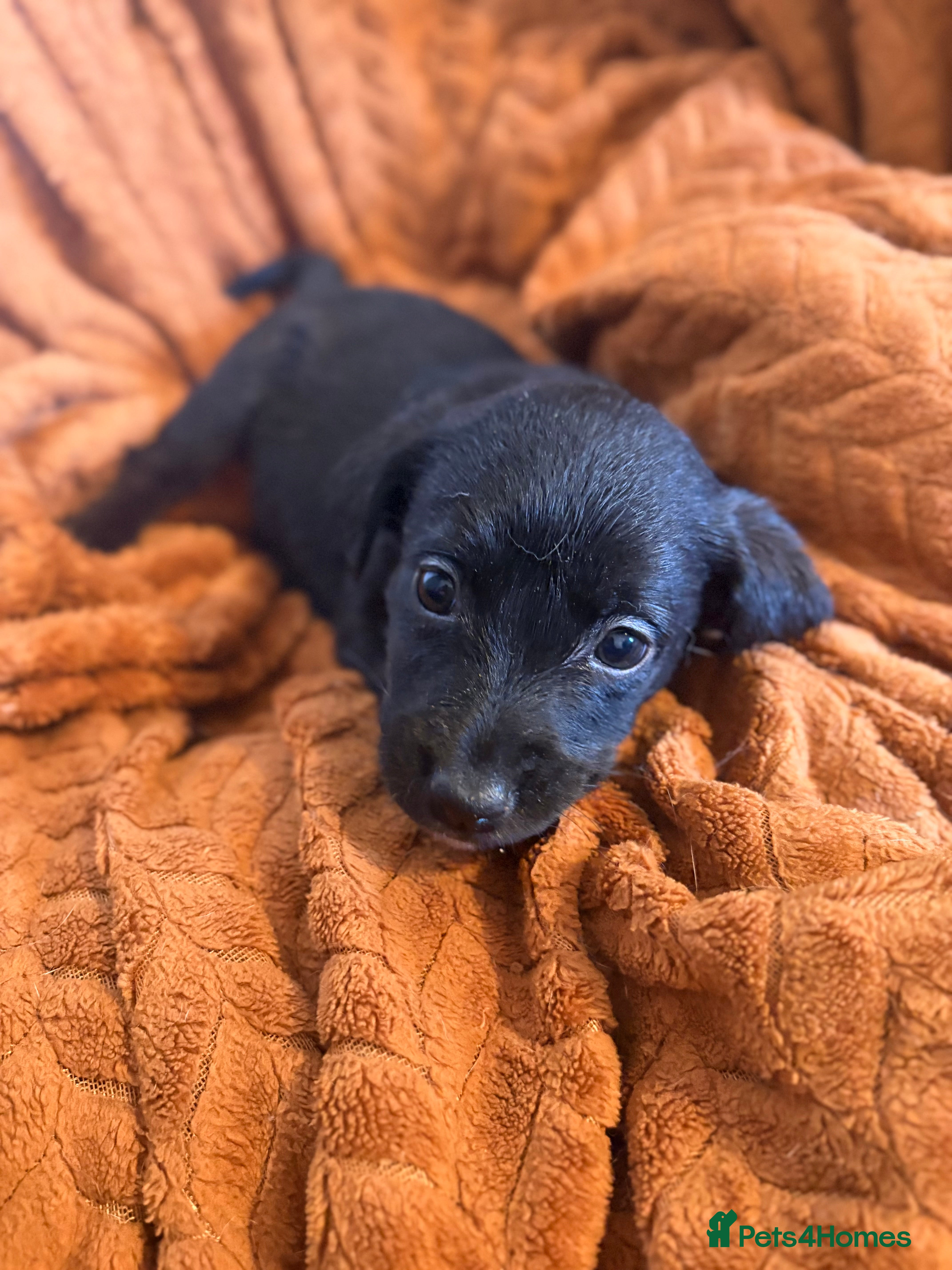 Mixed Breed dogs LABRADOR x Border Collie  - Advert 4