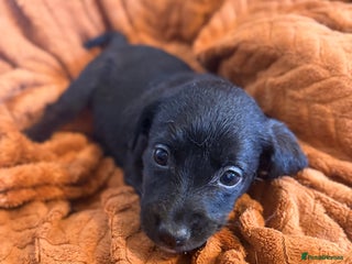 Mixed Breed dogs LABRADOR PUPS - Advert 5