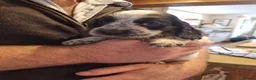 Cocker Spaniel dogs for sale: Gorgeous Sable Cocker Spaniels  - Advert 36