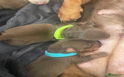 Miniature Dachshund dogs for sale: Miniature Dachshunds  - Image 4