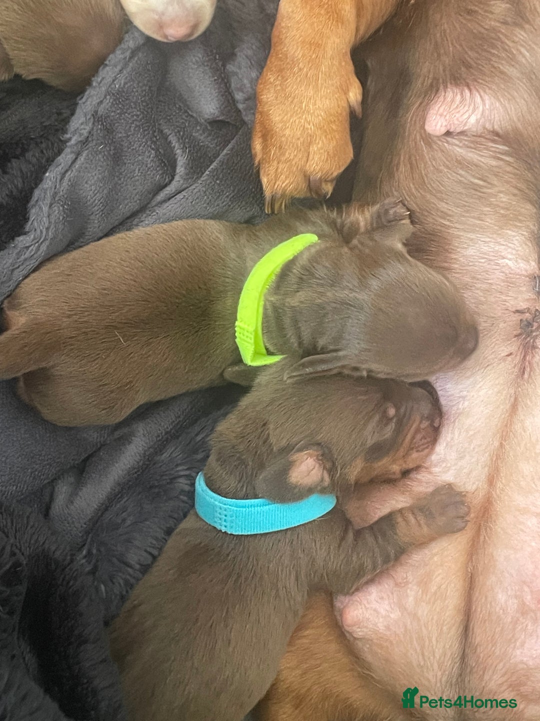 Miniature Dachshund dogs for sale: Miniature Dachshunds  - Image 4