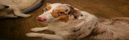 Australian Shepherd dogs for sale: Expected KC & health tested litter of Aussie pups - Advert 1