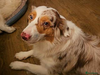 Australian Shepherd dogs Expected KC & health tested litter of Aussie pups - Advert 4