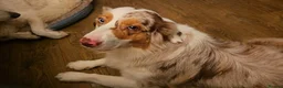 Australian Shepherd dogs for sale: Expected KC & health tested litter of Aussie pups - Advert 1