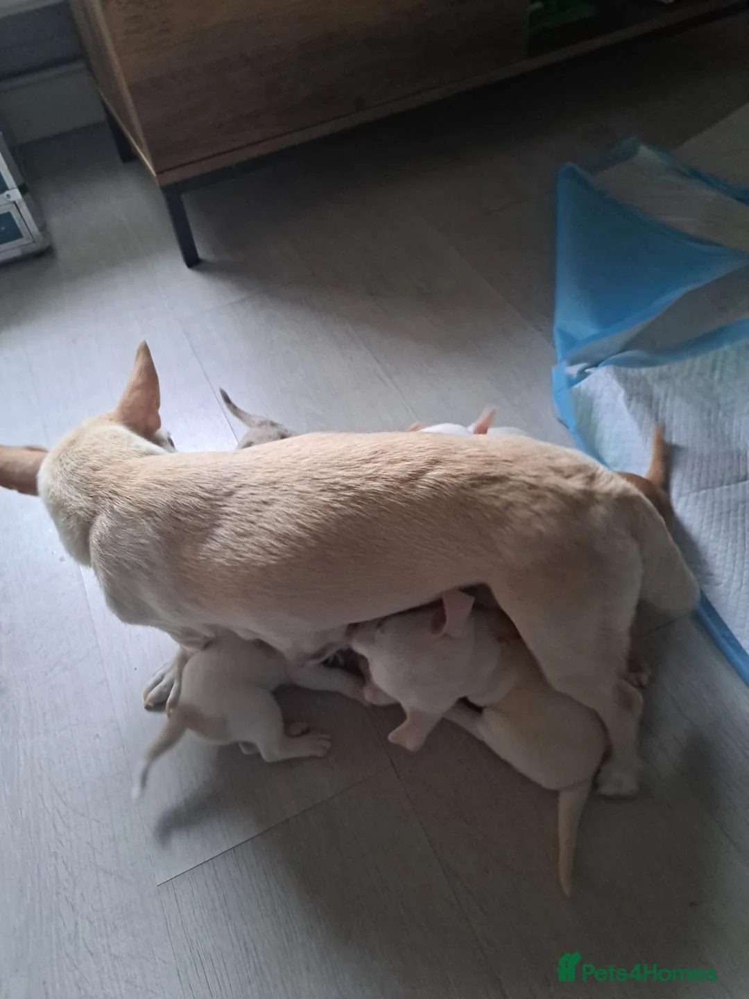 Chihuahua dogs for sale: Beautiful Chihuahua pups 1 Boy left  - Advert 16