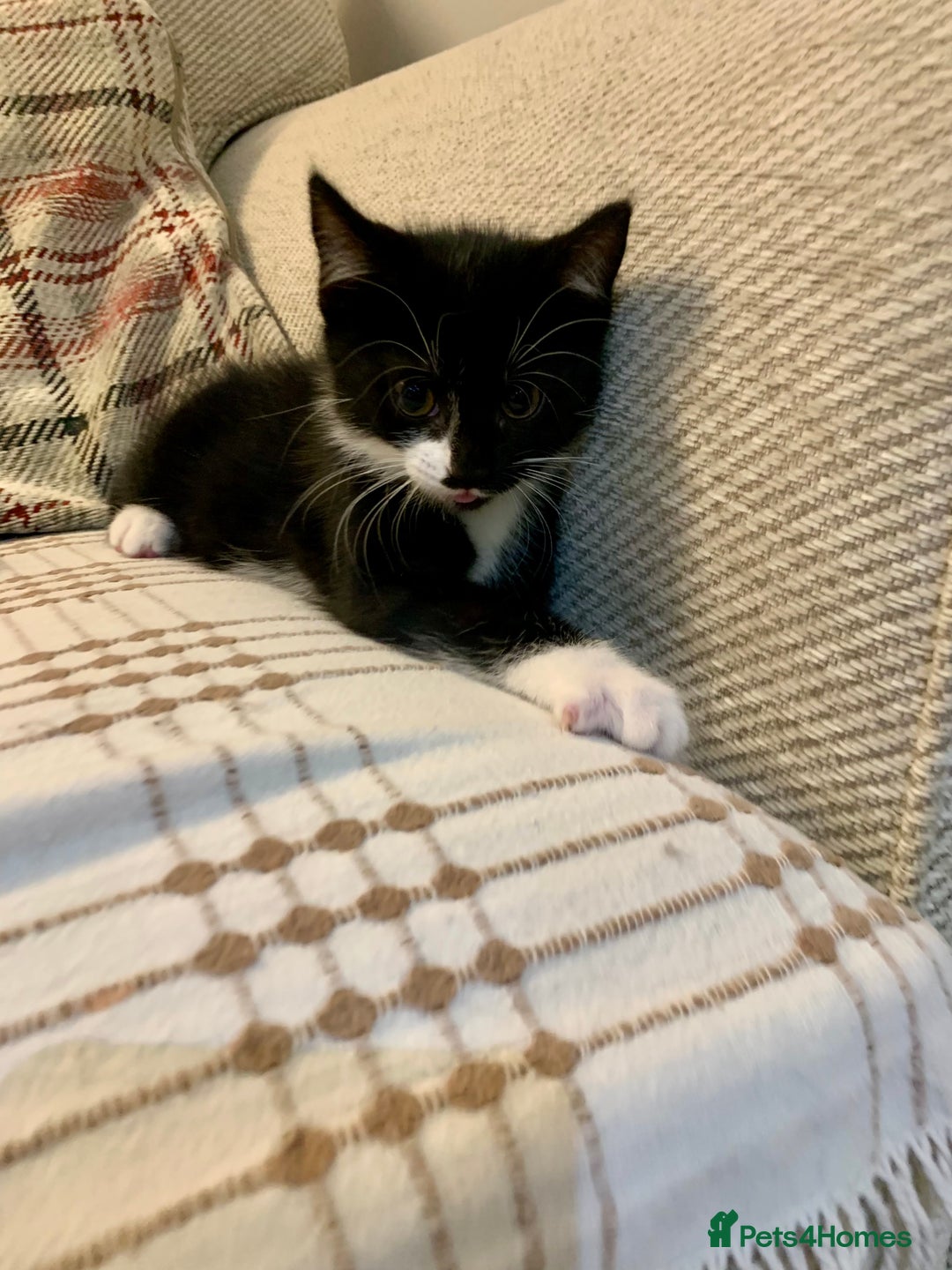 Mixed Breed cats for sale: Fluffy,bengal mixed,energetic kittens - Image 16