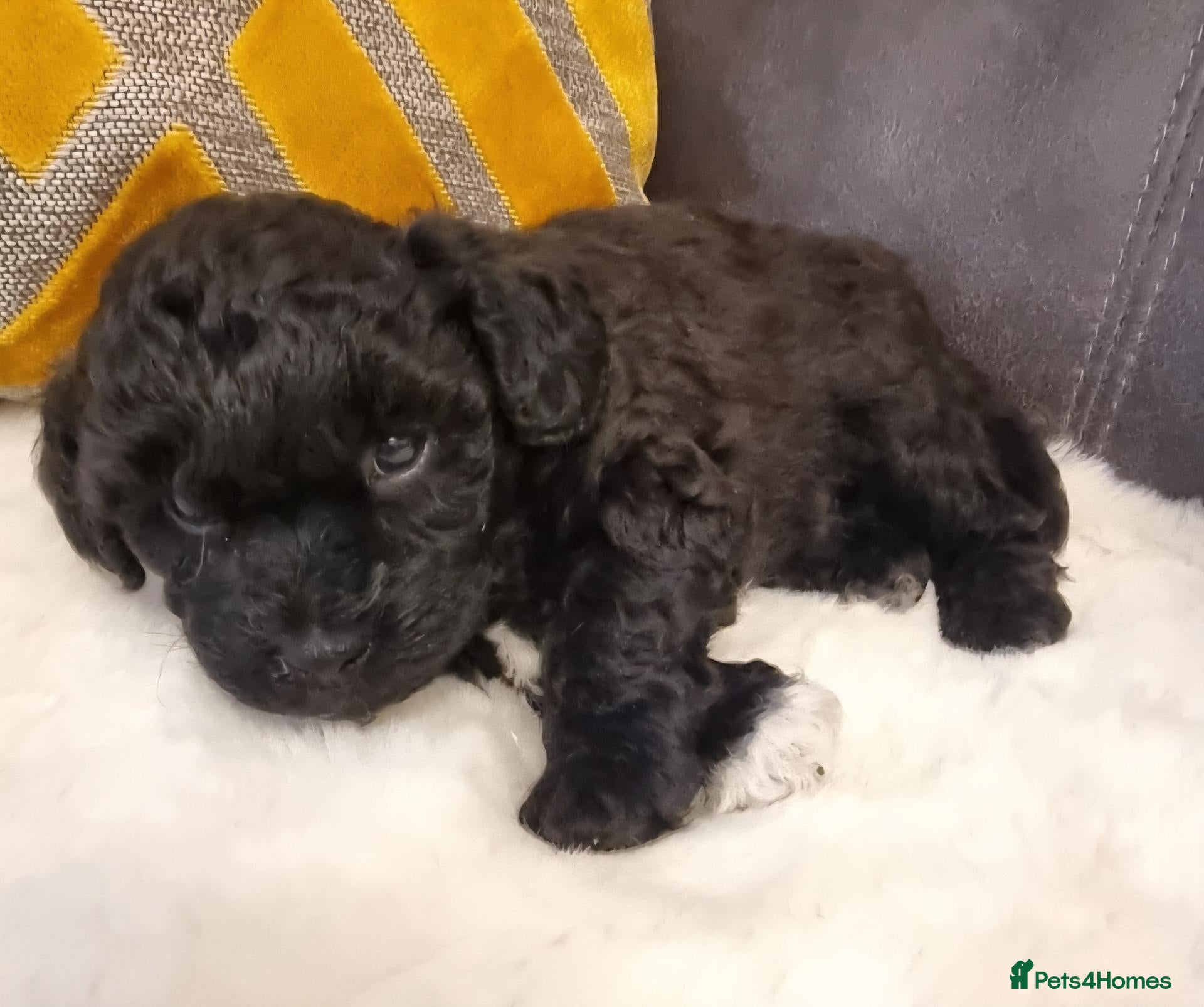 Shihpoo dogs Gorgeous Little Shihpoo Pups sold Fully Vaccinated - Advert 1