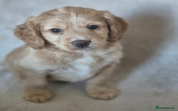 Cockapoo dogs for sale: Cockapoo puppies - Image 4
