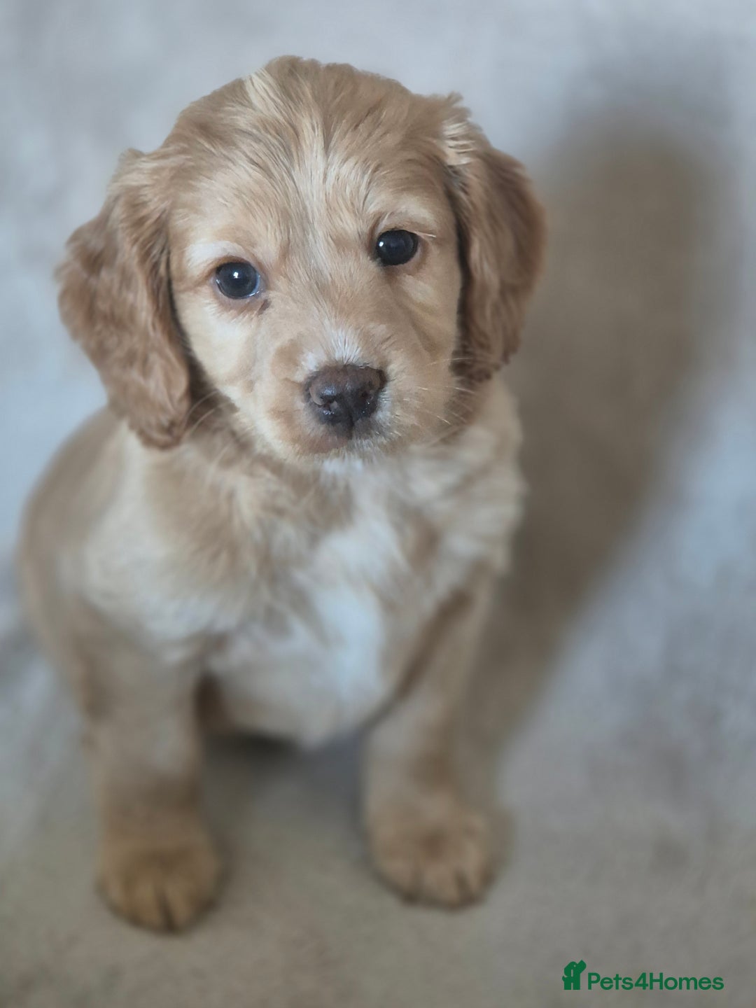 Cockapoo dogs for sale: Cockapoo puppies - Image 4