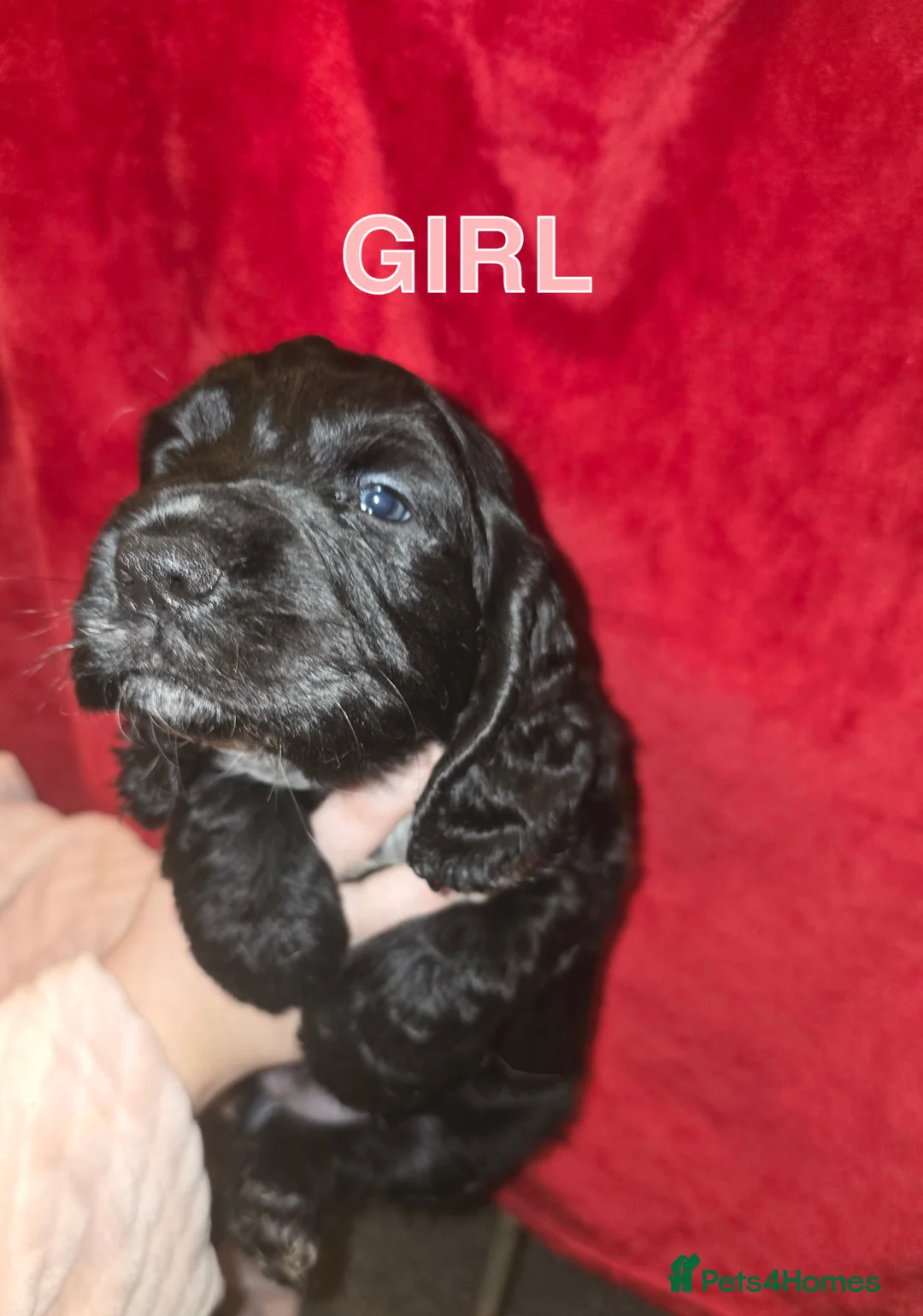 Cocker Spaniel dogs for sale: Cocker spaniel pups - Advert 8