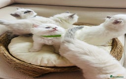 Ragdoll cats for sale: Ragdoll kittens  - Image 18