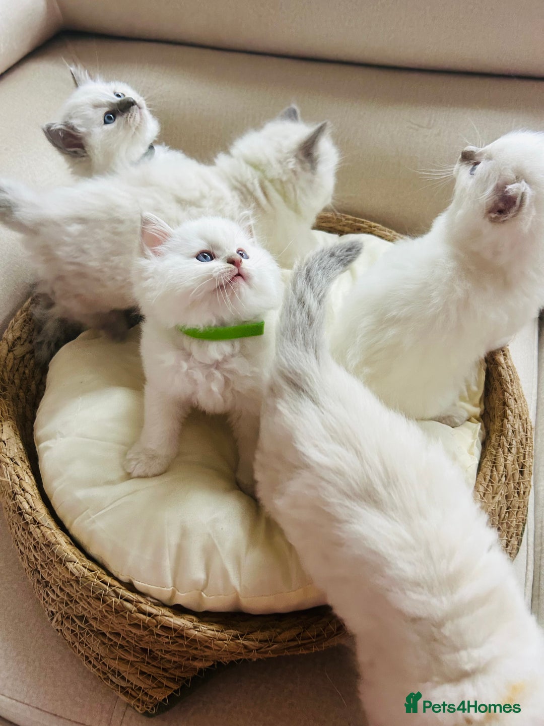 Ragdoll cats for sale: Ragdoll kittens  - Image 18