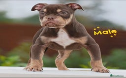 Old Tyme Bulldog dogs for sale: 5⭐️STAR RATED LICENSED🛑🛑READY TO LEAVE NOW, - Image 7