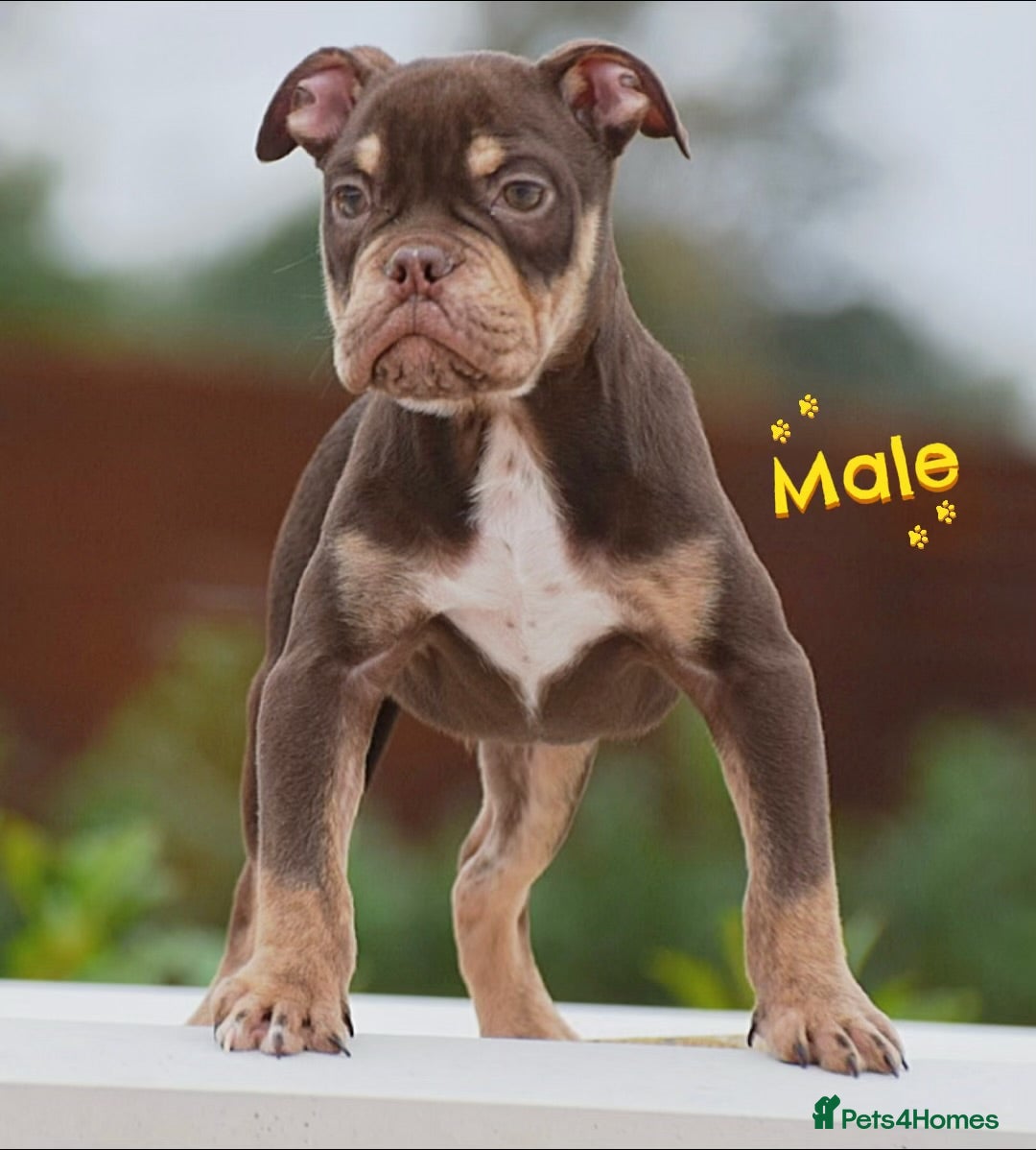Old Tyme Bulldog dogs for sale: 5⭐️STAR RATED LICENSED🛑🛑READY TO LEAVE NOW, - Image 7