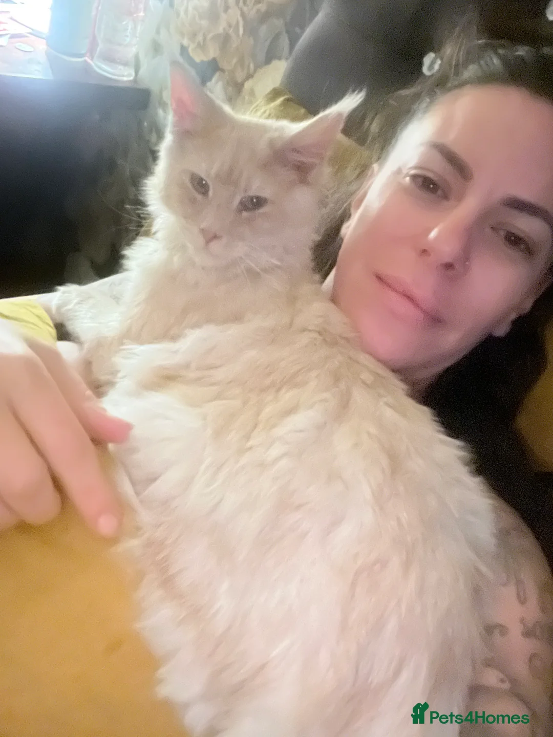 Maine Coon cats for sale: Active tica cream smoke female, no litters  - Advert 1