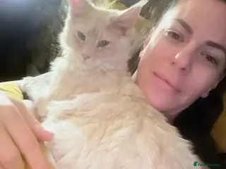 Maine Coon cats Active tica cream smoke female, no litters - Advert 1