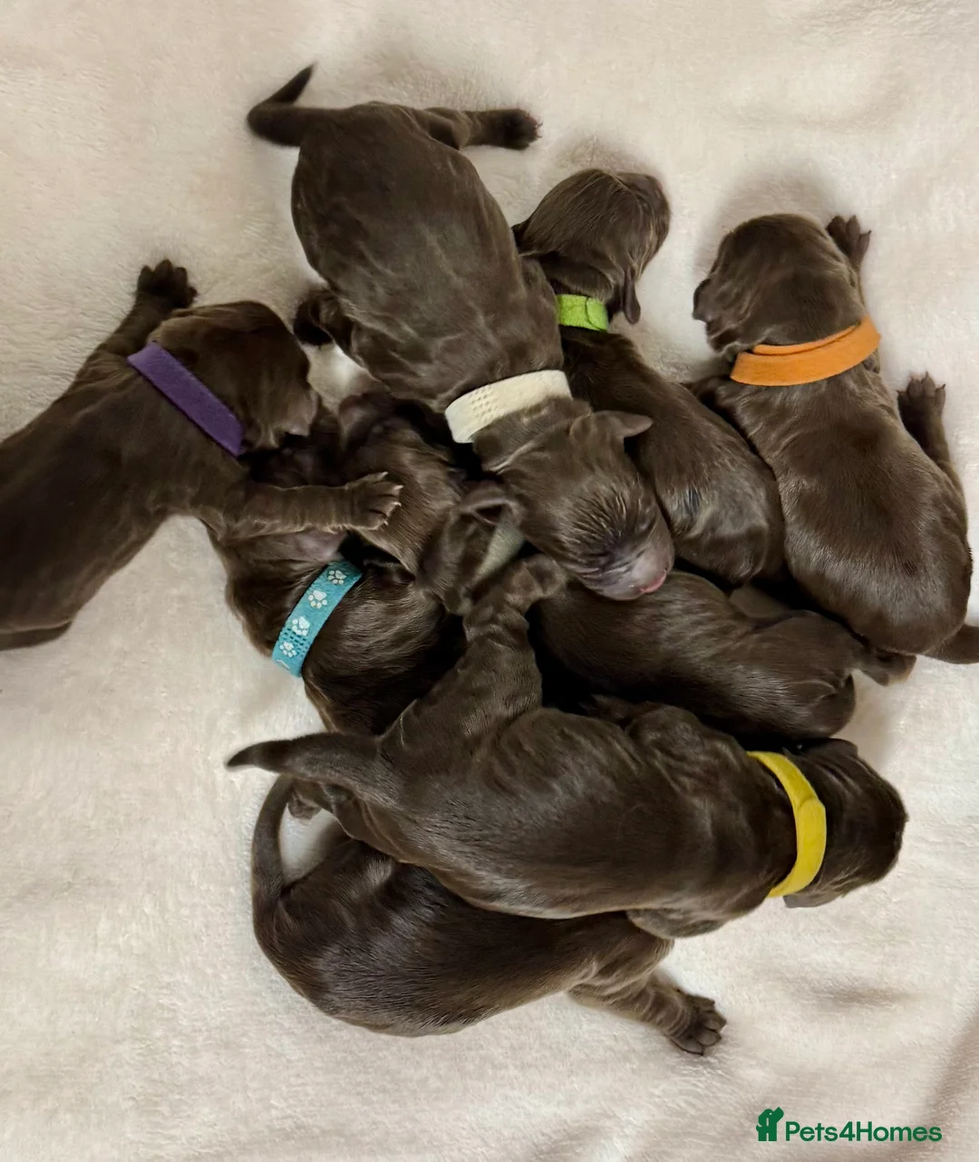 Cocker Spaniel dogs for sale: Kennel club registered  - Advert 8