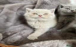 British Shorthair cats for sale: CHAMPION HERITAGE BABIES  - Image 11