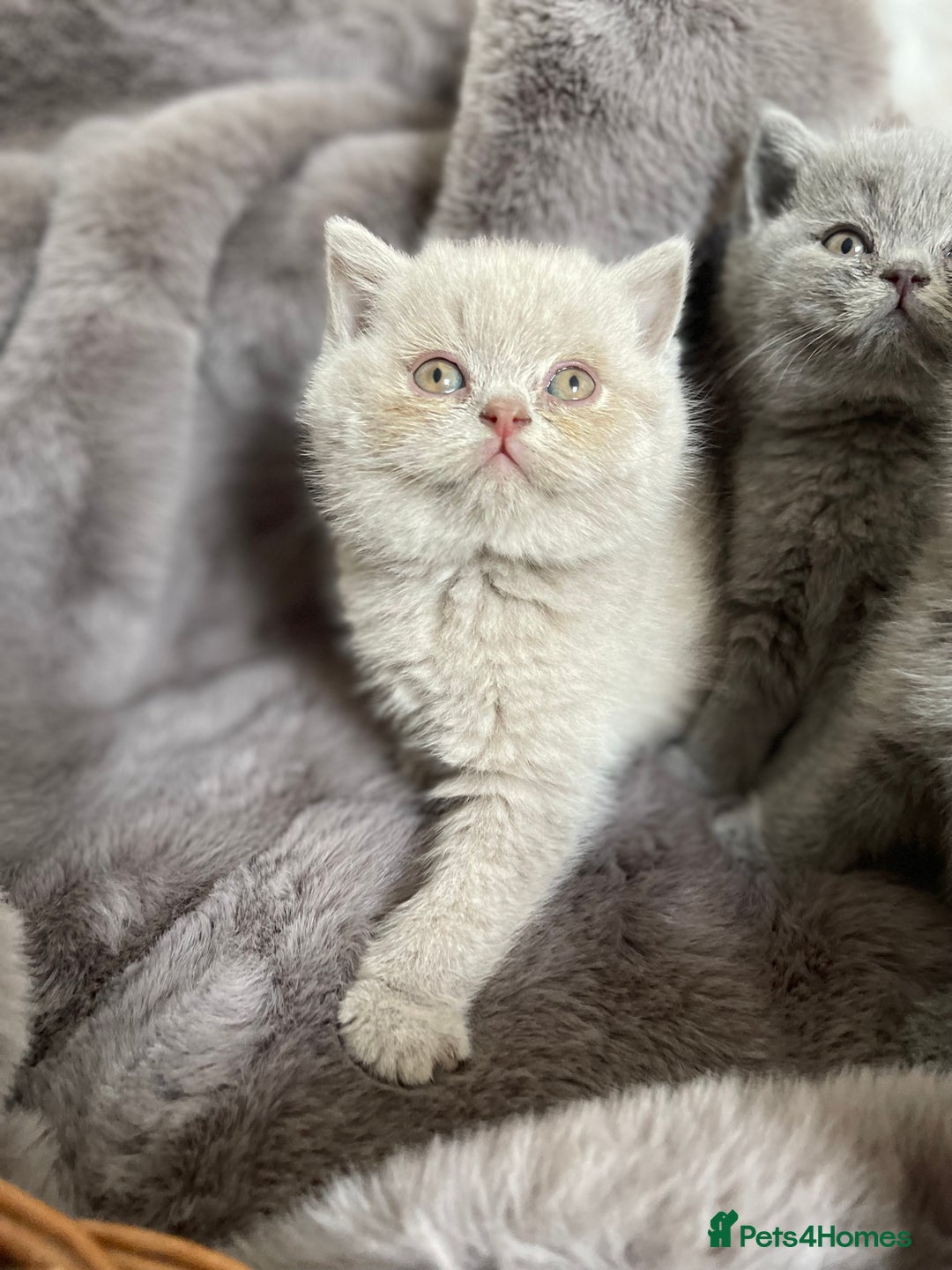 British Shorthair cats for sale: CHAMPION HERITAGE BABIES  - Image 11