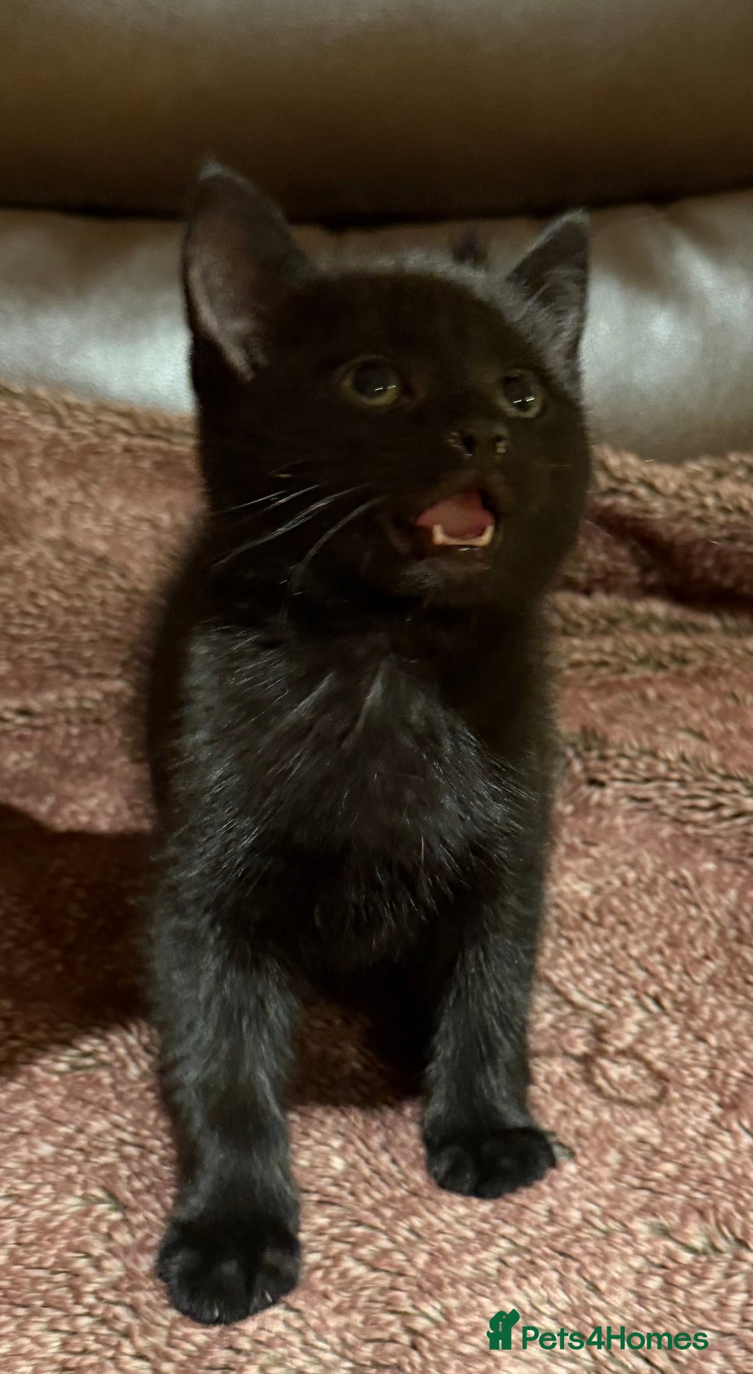 Mixed Breed cats for sale: Kittens  - Advert 2