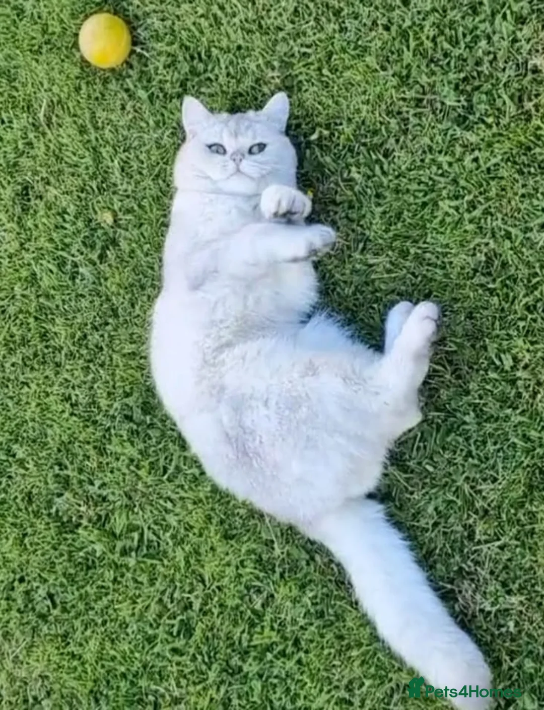 British Shorthair cats for stud: ❤ British ShortHair Active Stud ❤ Champion ❤ in Doncaster - Advert 13