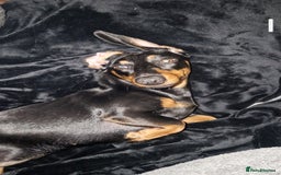 Dachshund dogs for sale: (Rescue) Black and tan dachshund - Image 5