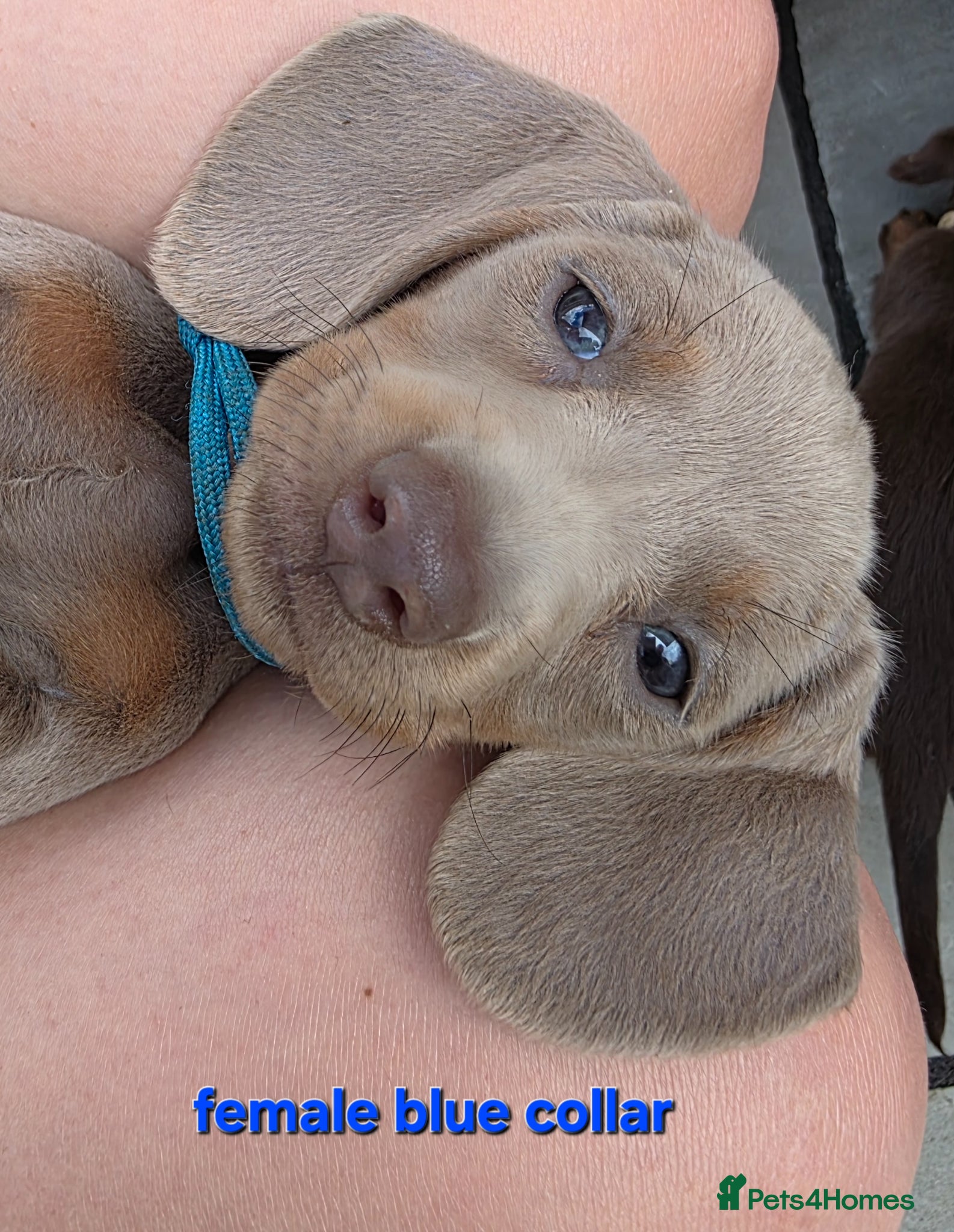 Dachshund dogs READY NOW! Adorable #daschound isabella choc 🐾 - Advert 4